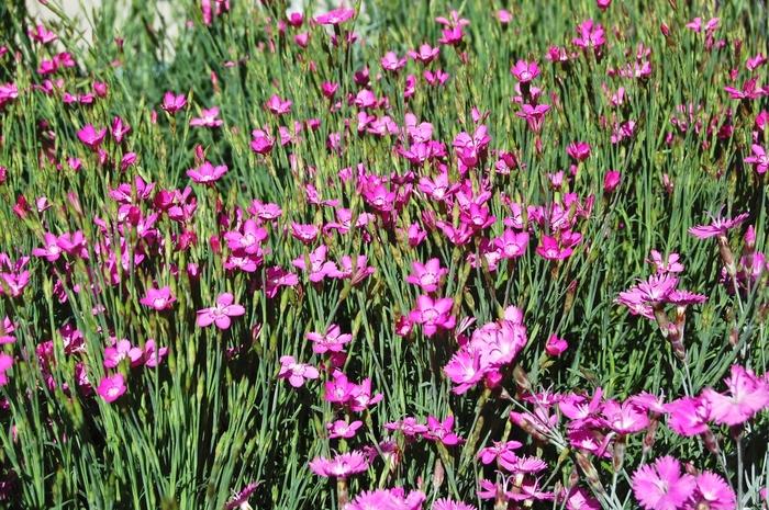 Dianthus gratianopolitanus Firewitch