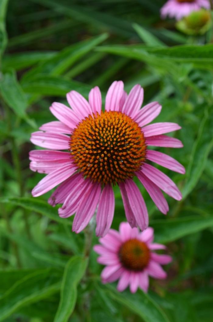 Echinacea purpurea Magnus