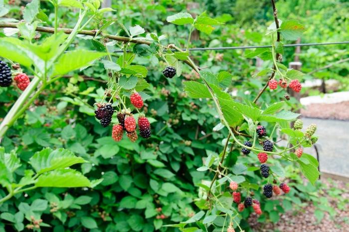 Rubus fruticosa Chester