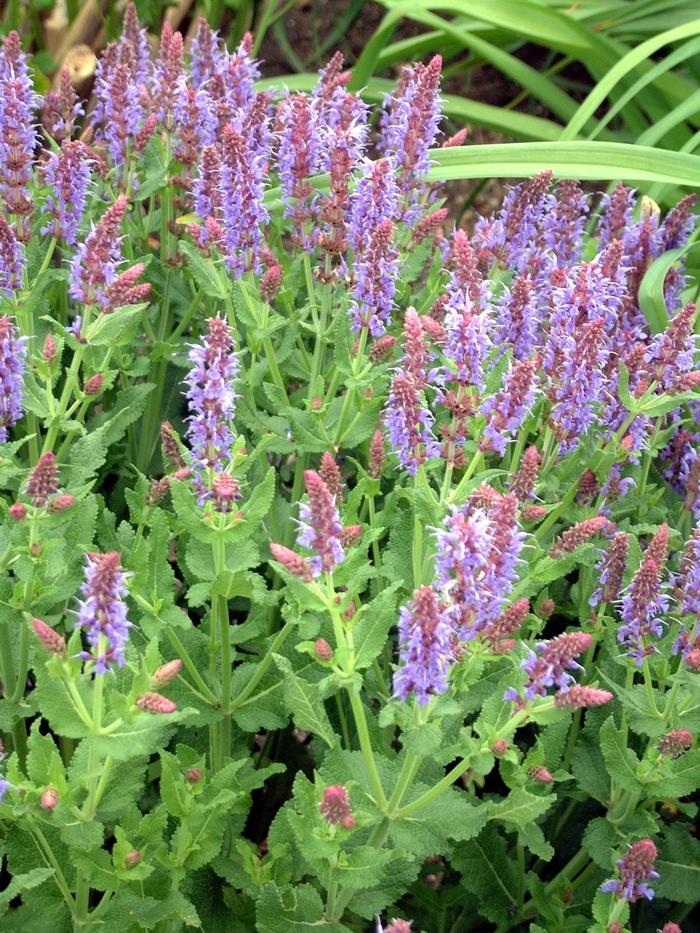 Salvia x sylvestris Blue Hill