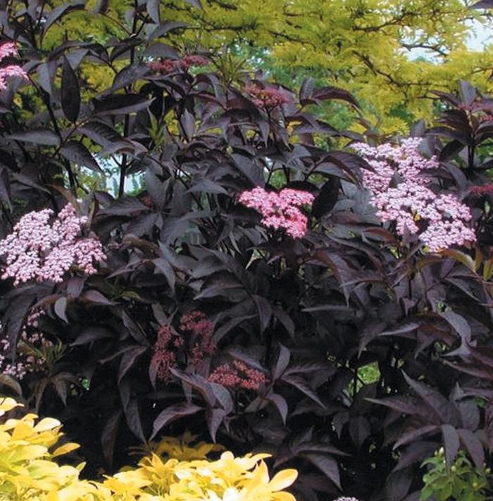 Sambucus nigra Black Beauty®