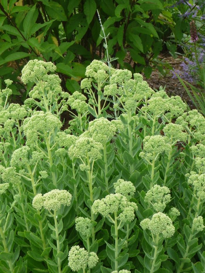 Sedum spectabile Autumn Joy