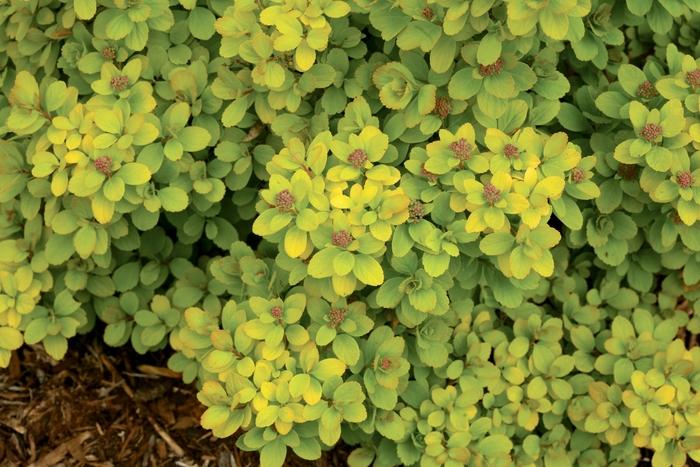 Spiraea betulifolia Glow Girl®