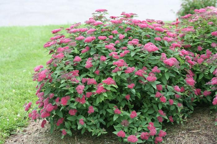 Spiraea japonica Double Play® Red