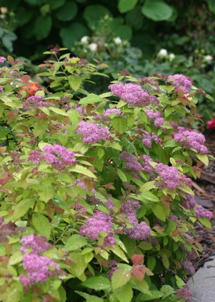 Spiraea Double Play Big Bang®