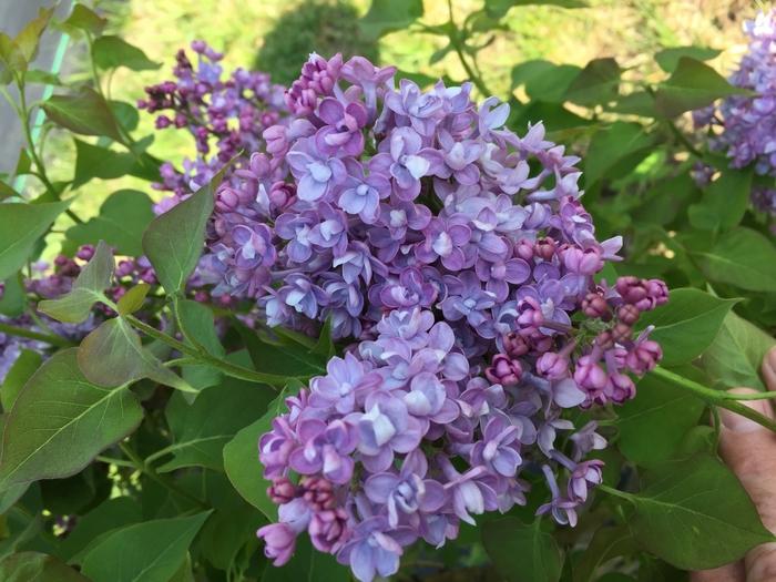 Syringa x hyacinthiflora Scentara® Double Blue