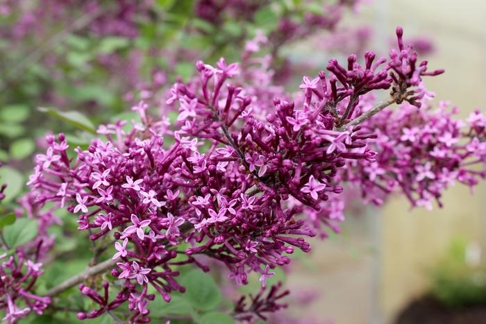 Syringa Bloomerang® Dark Purple