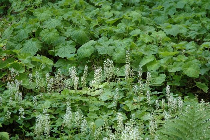 Tiarella cordifolia 