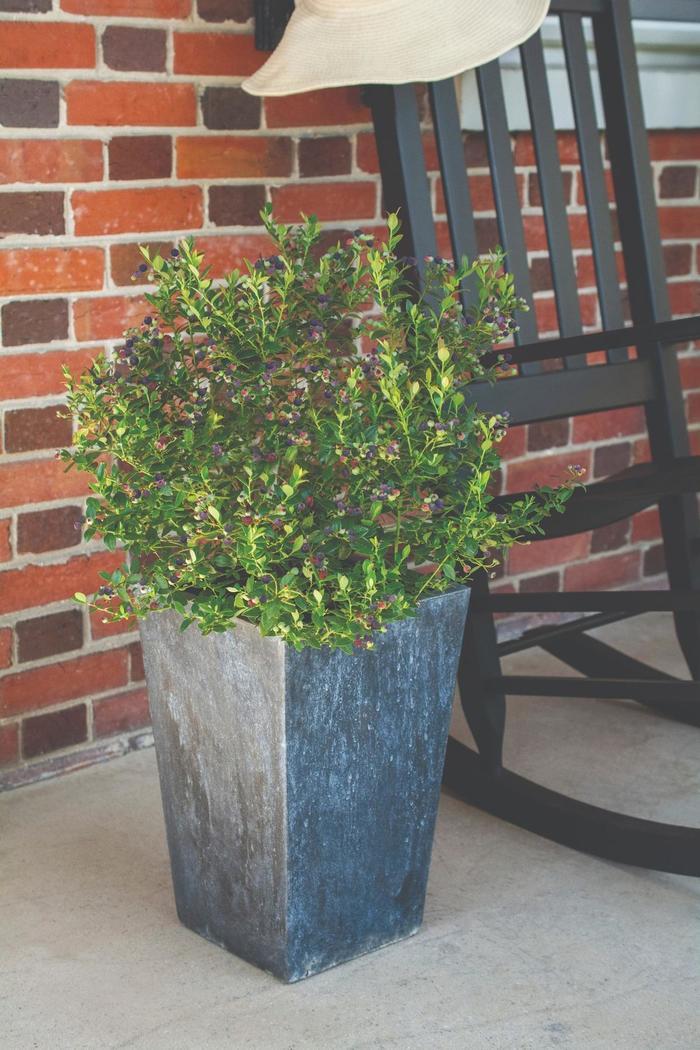 Vaccinium Bushel and Berry® Blueberry Buckle®