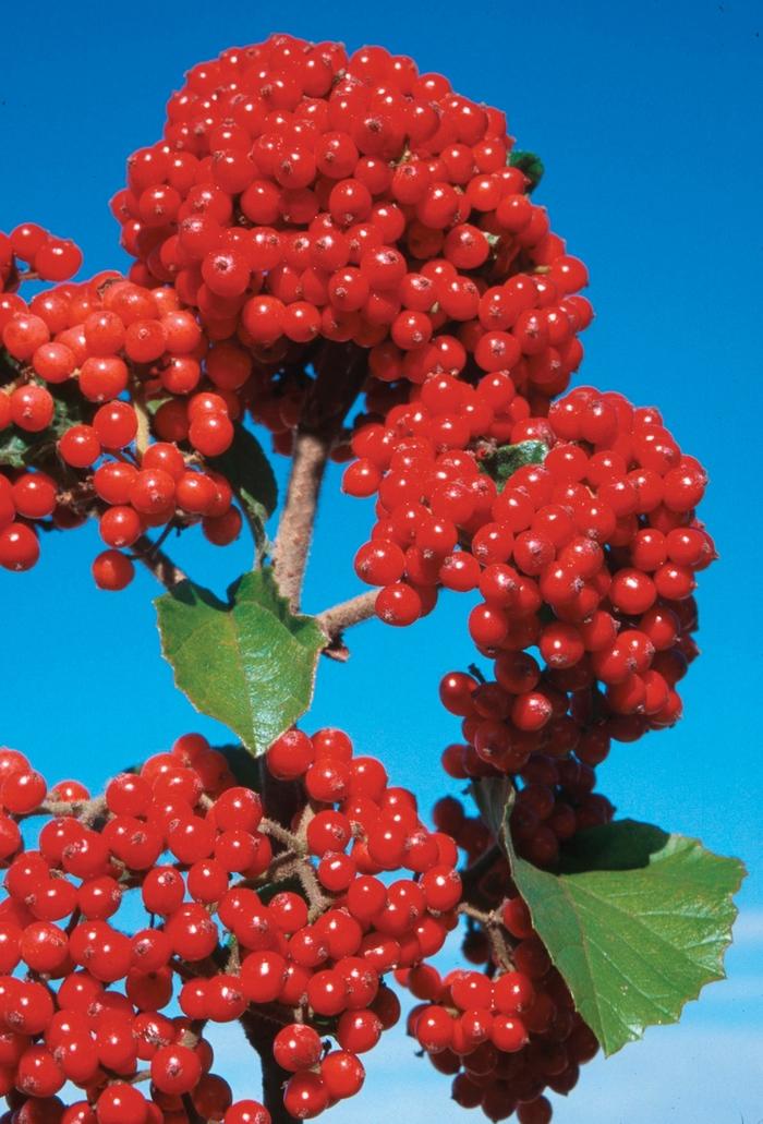 Viburnum dilatatum Cardinal Candy®