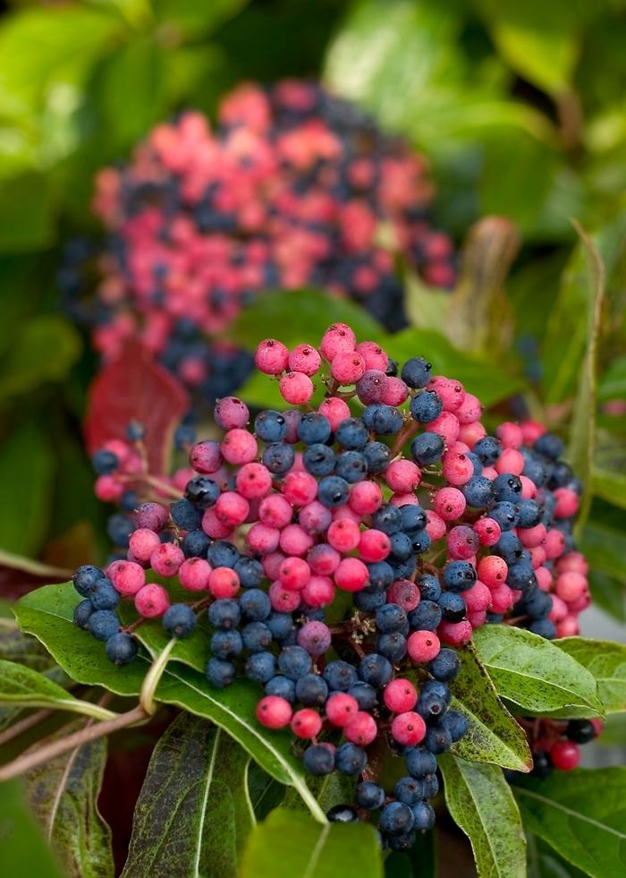 Viburnum nudum Brandywine™