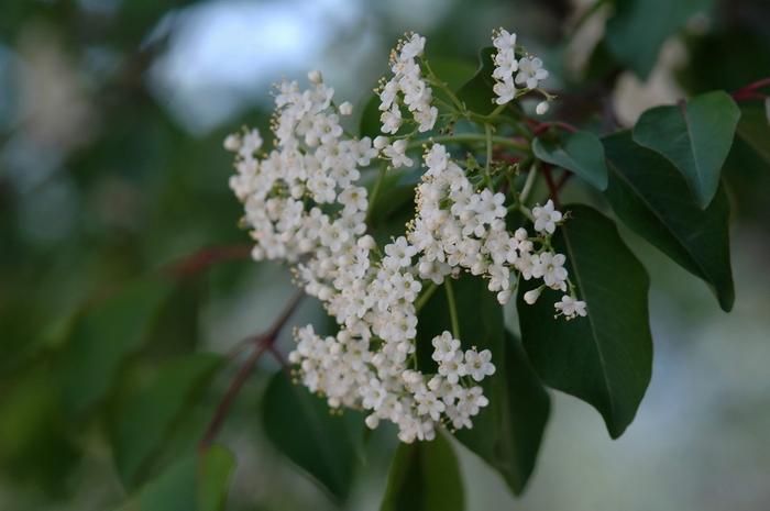 Viburnum prunifolium 