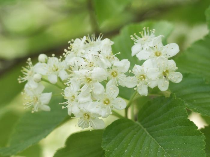 Viburnum x burkwoodii 