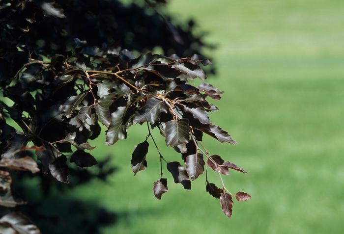 Fagus sylvatica Spaethiana