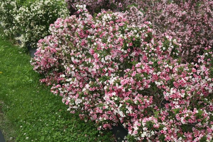 Weigela florida Czechmark Trilogy®