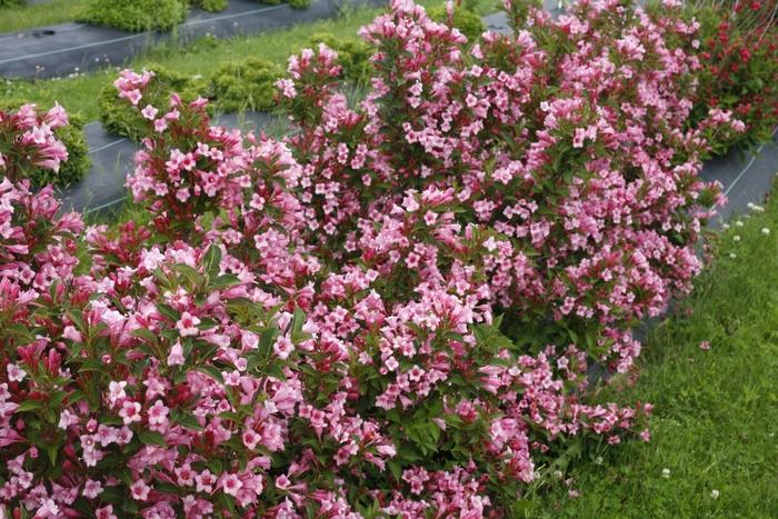 Weigela florida Czechmark Twopink®