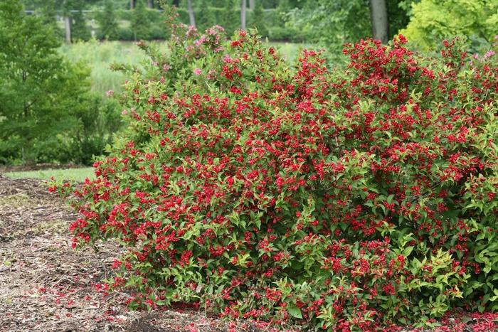 Weigela florida Sonic Bloom® Red