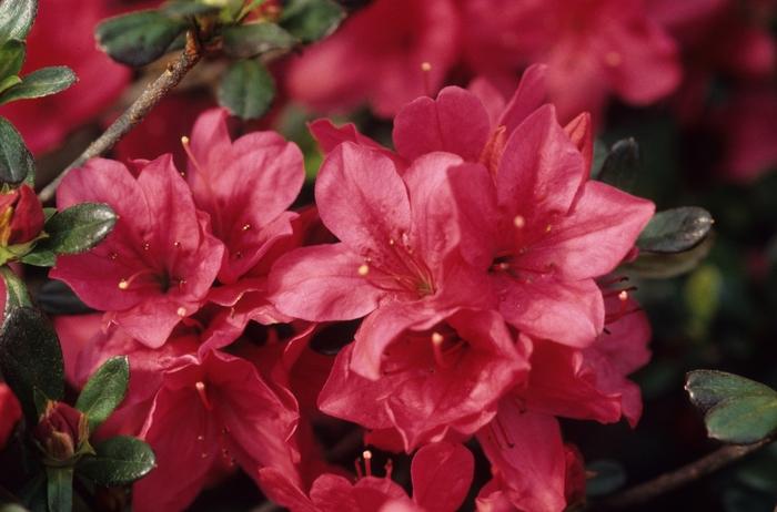 Rhododendron Kurume hybrid Hinode-giri