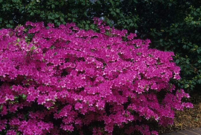 Rhododendron Gable hybrid Karen