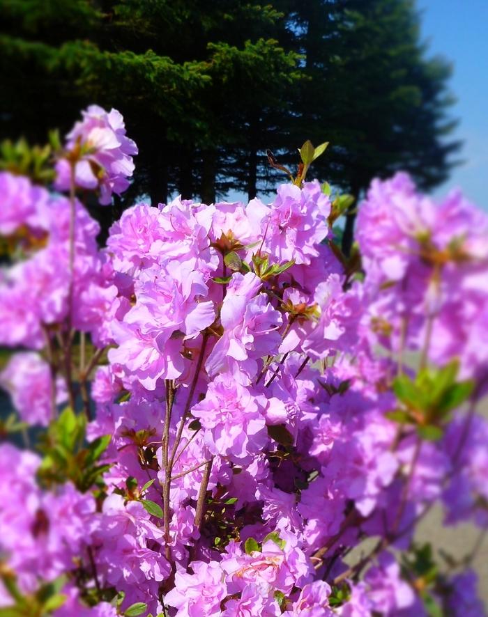 Rhododendron Shammarello hybrid Elsie Lee