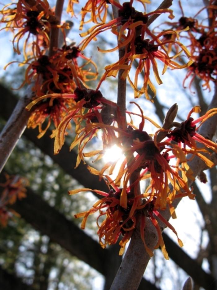 Hamamelis x intermedia Jelena