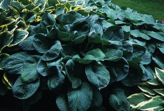 Hosta sieboldiana Elegans