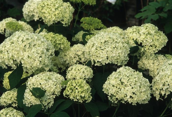 Hydrangea arborescens Annabelle