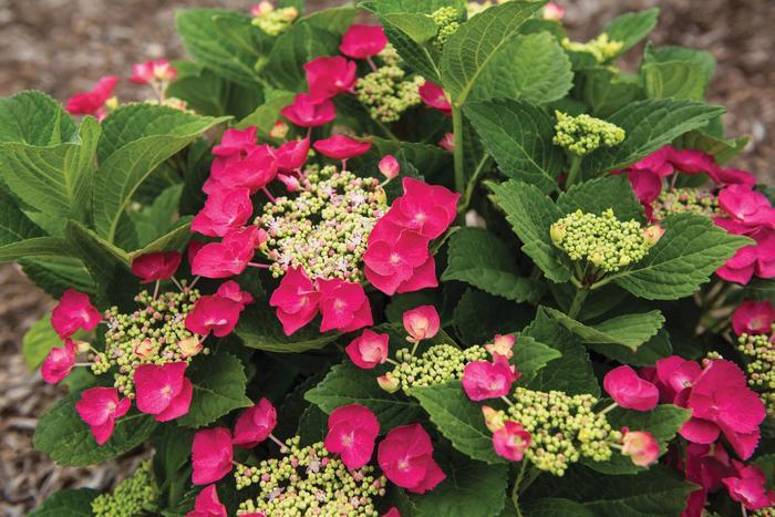 Hydrangea macrophylla Cherry Explosion™