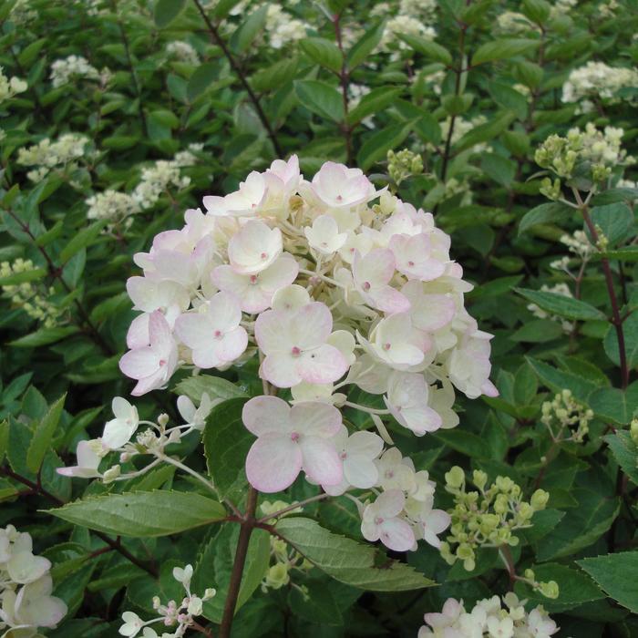 Hydrangea paniculata Bombshell