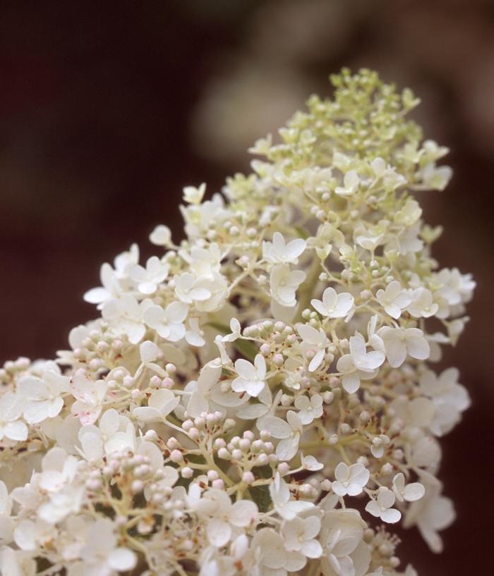 Hydrangea paniculata Little Lamb