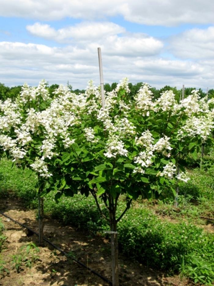 Hydrangea paniculata Tardiva