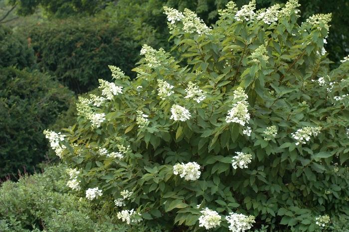 Hydrangea paniculata Unique