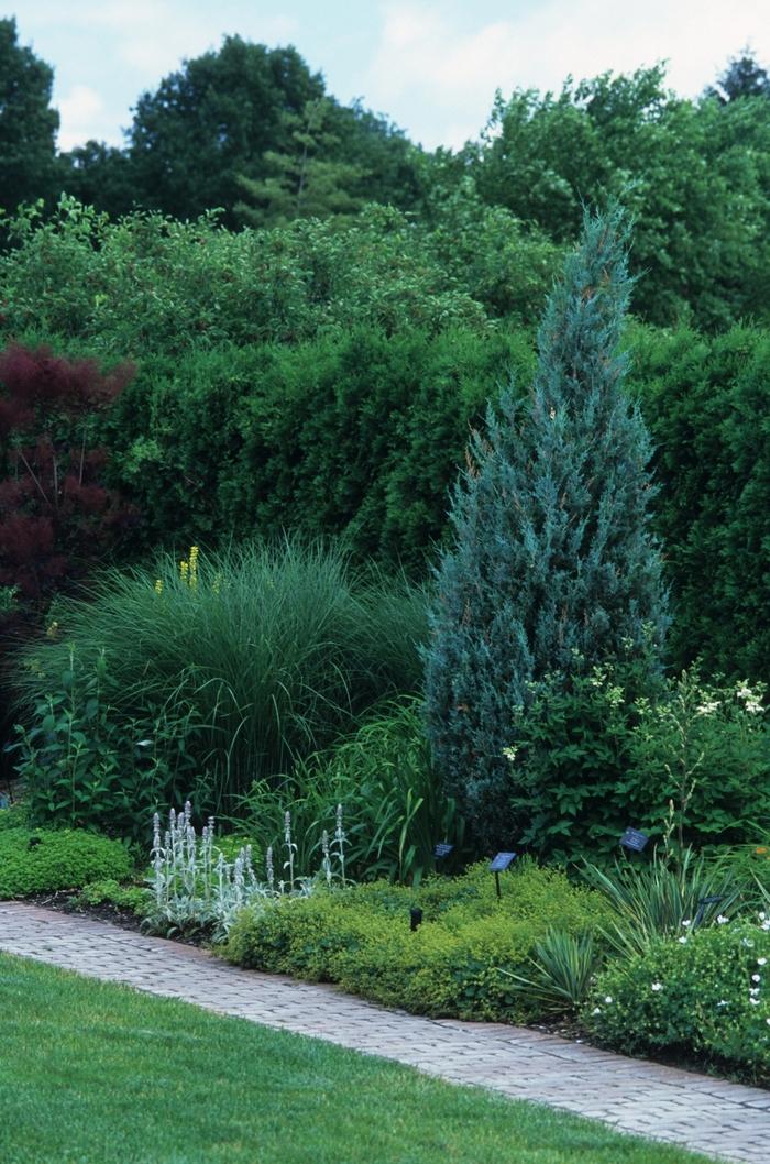 Juniperus scopulorum Wichita Blue