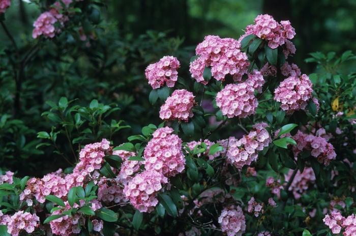 Kalmia latifolia Pink Charm