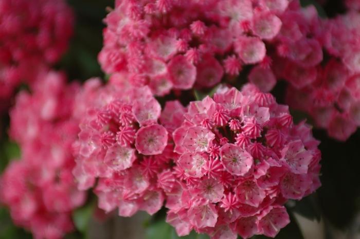 Kalmia latifolia 'Sarah' Sarah Mountain-laurel from Hardscrabble Farms