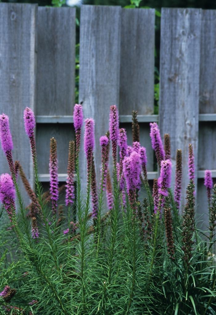 Liatris spicata Kobold