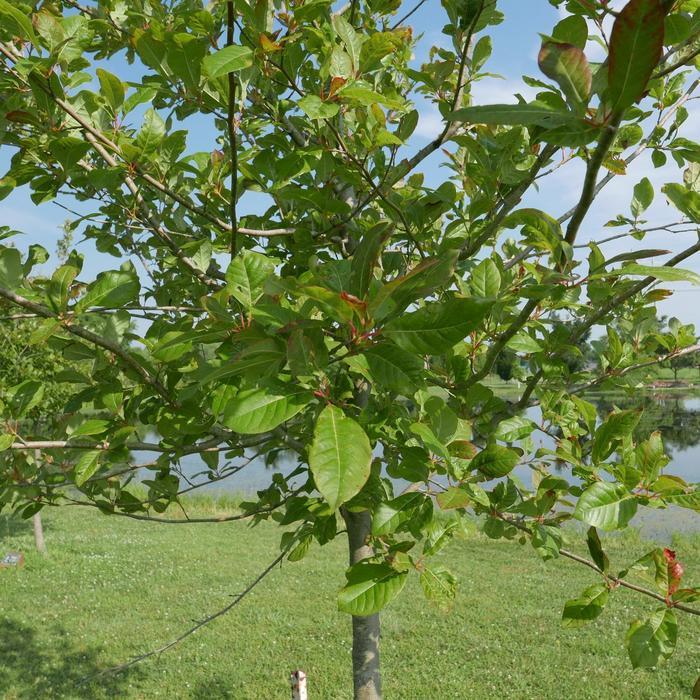 Nyssa sylvatica Wildfire