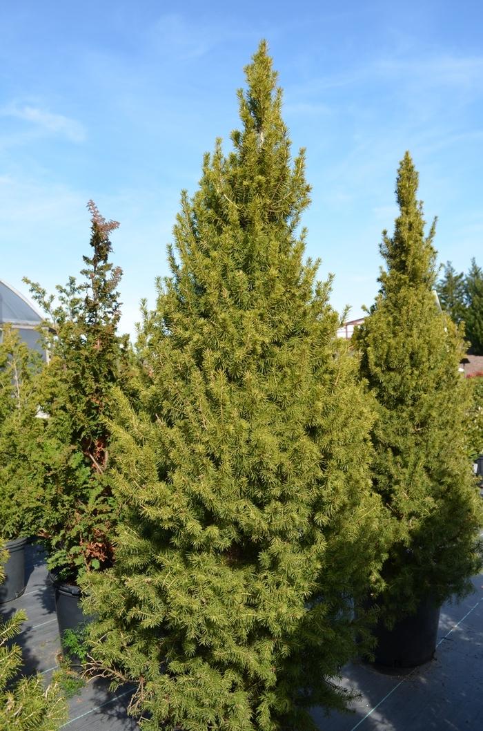 Picea glauca Conica