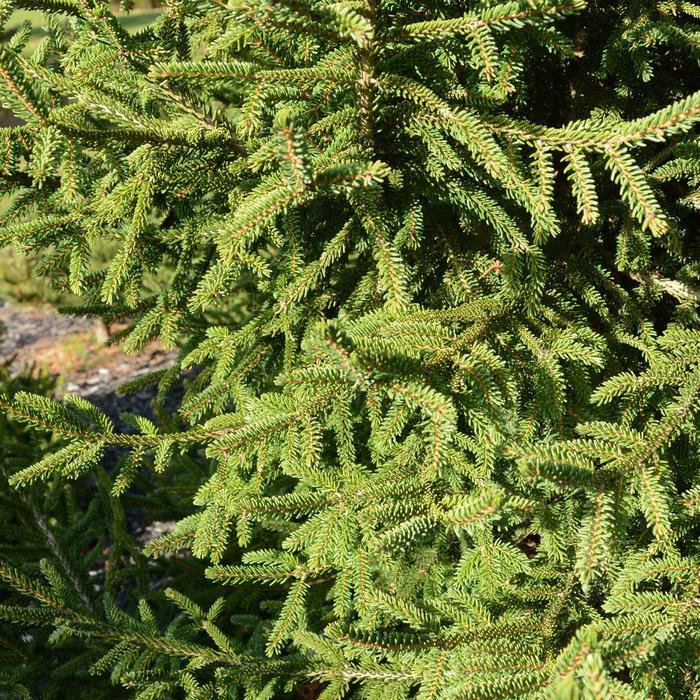 Picea orientalis Atrovirens