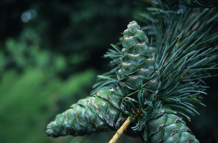 Pinus parviflora Glauca