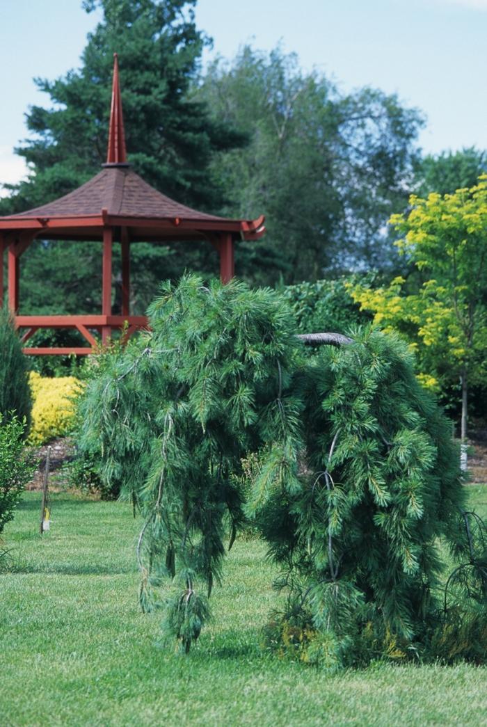 Pinus strobus Pendula