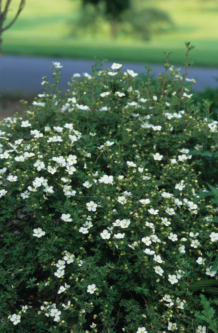 Potentilla fruticosa Abbotswood