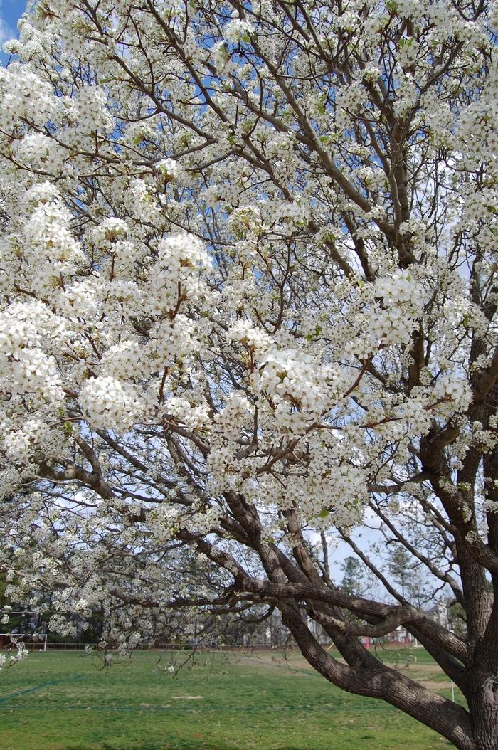 Pyrus calleryana Bradford