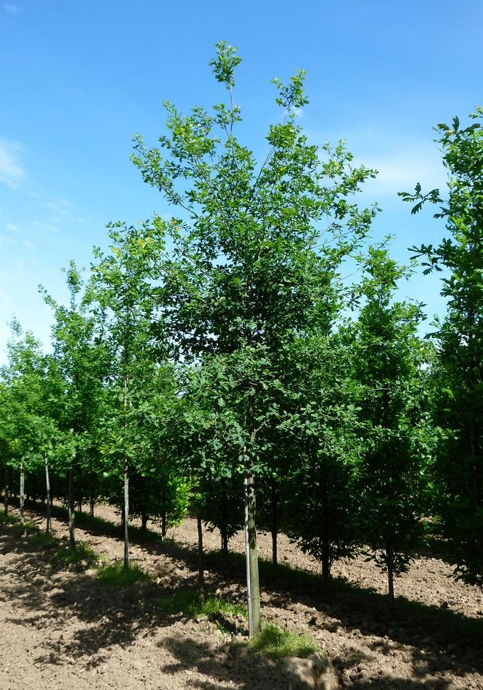 Quercus robur f. fastigiata 