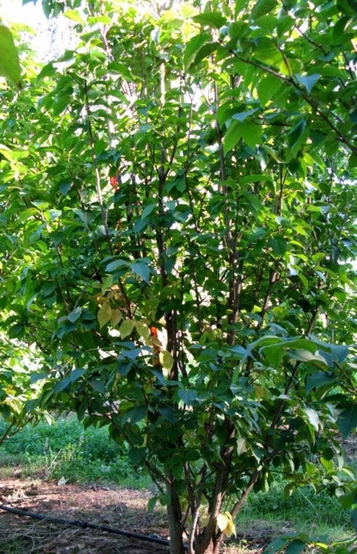 Syringa reticulata 'Ivory Silk' Japanese Tree Lilac from Hardscrabble Farms