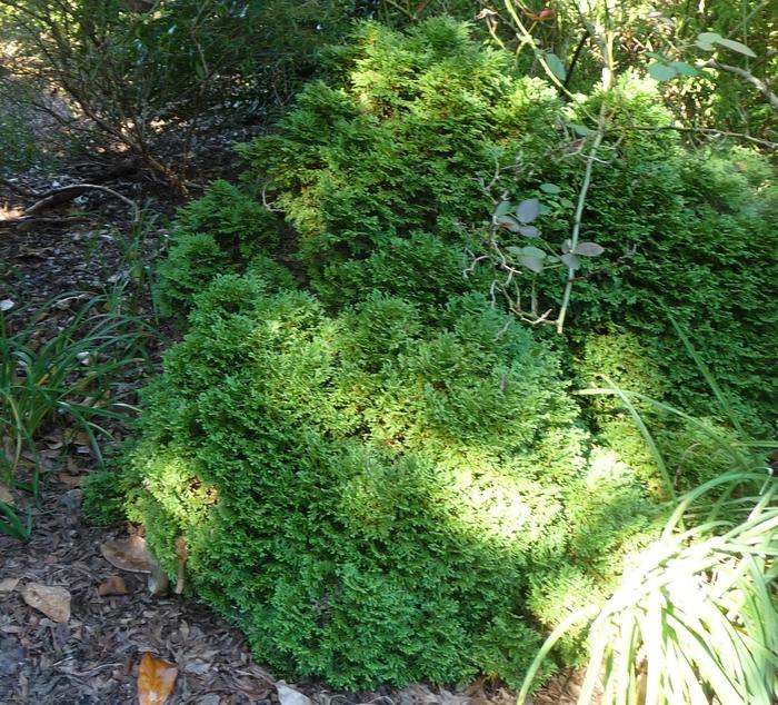 Thuja occidentalis Hetz Midget