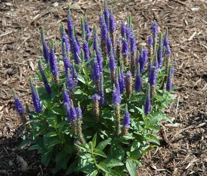 Veronica spicata Royal Candles