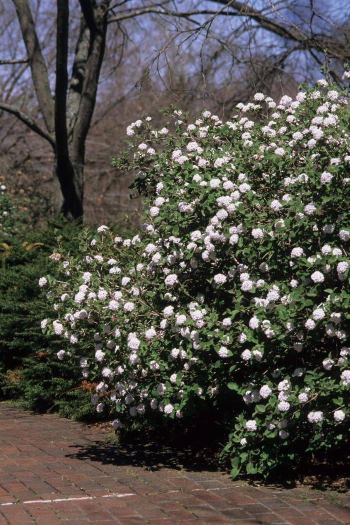 Viburnum carlesii Compactum