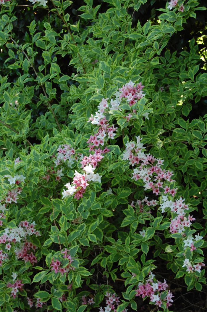 Weigela florida Variegata