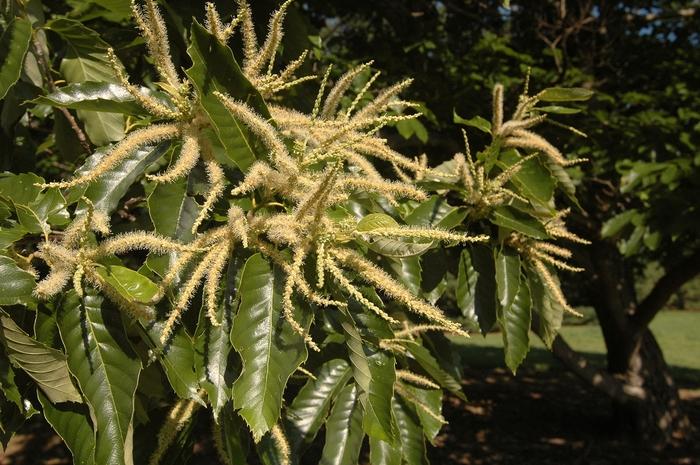 Castanea mollissima 